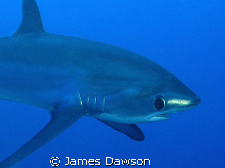 Thresher Shark. I didn't expect him to come so close, so ... by James Dawson 