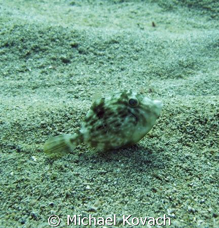 A lone Toby on the sand East of the Inside Reef at Lauder... by Michael Kovach 