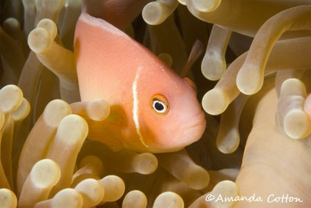 Pink Anemone Fish in Micronesia ©Amanda Cotton by Amanda Cotton 