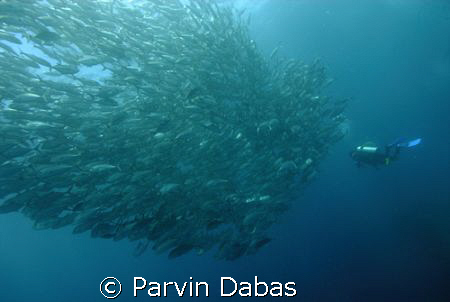 school of jacks with diver by Parvin Dabas 