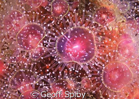 strawberry anemones by Geoff Spiby 