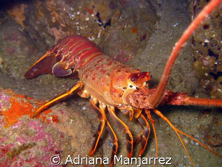 california lobster at neptune's finger, Cabo San Lucas by Adriana Manjarrez 