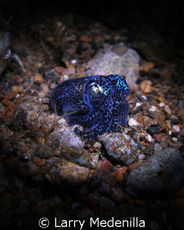 Bobtail on a night dive.  My torch as my light. SP350 Oly... by Larry Medenilla 