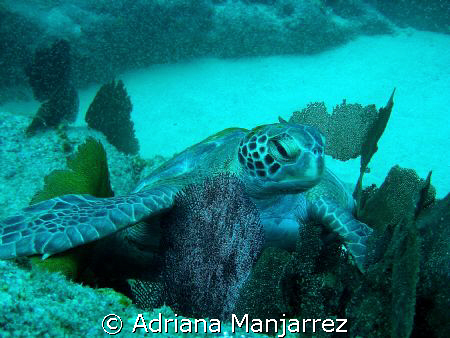 Turtle resting at Neptune's Finger in Cabo San Lucas by Adriana Manjarrez 