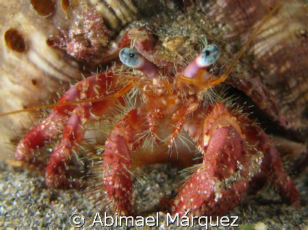 Hermit Crab, see the small crabs in the upper left of the... by Abimael Márquez 