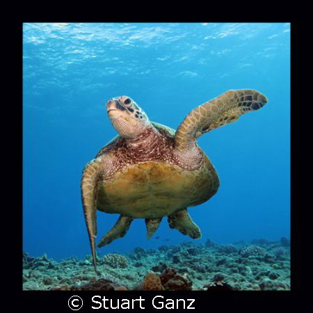 Hawaiian Green Sea Turtle, "The HONU" by Stuart Ganz 
