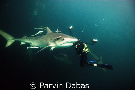 underwater photographer with tiger shark by Parvin Dabas 
