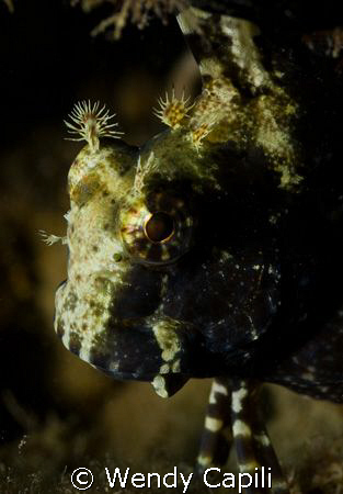 blenny from under Sam's dock by Wendy Capili 