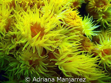 Orange Cup Coral, Las Cabos, Mexico by Adriana Manjarrez 