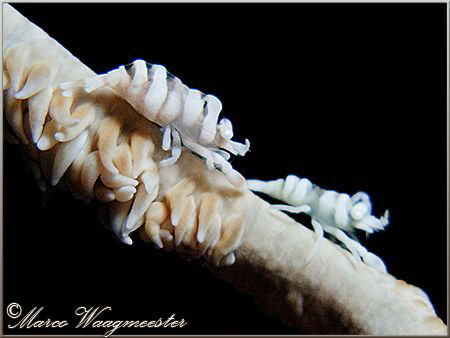 Whip coral commensal shrimps (Pontonides unciger) at Crys... by Marco Waagmeester 