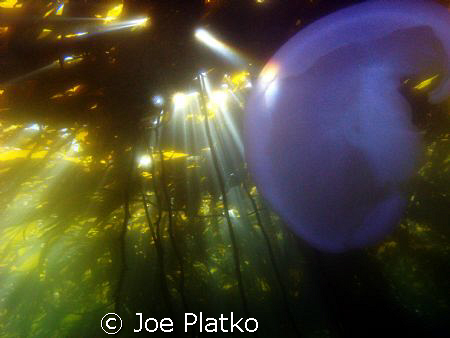 Moon Jelly being lighted by a sun ray coming through the ... by Joe Platko 