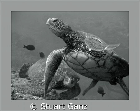Turtles at the cleaning station. by Stuart Ganz 