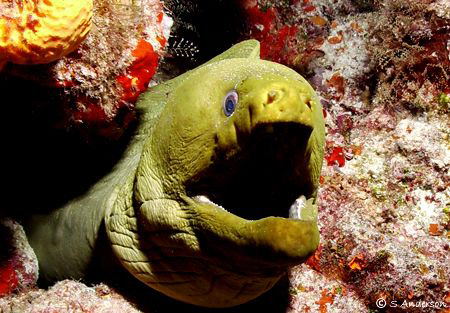 This Green Moray Eel let me take a quite a few photos of ... by Steven Anderson 