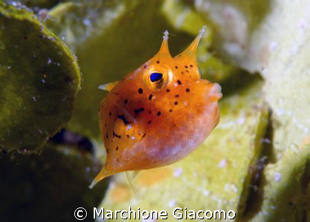 Nice box fish. Lembeh strait 2008
Nikon D200, 60 micro, ... by Marchione Giacomo 