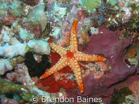 Red Starfish Shot with conan g9 using standard casing and... by Brendon Baines 