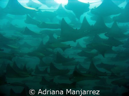 Mantas at Cabo Pulmo, a protected area, full of see life. by Adriana Manjarrez 