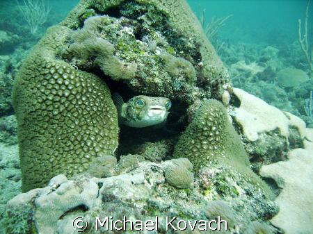 Puffer fish peeking out from coral on the first reefline ... by Michael Kovach 