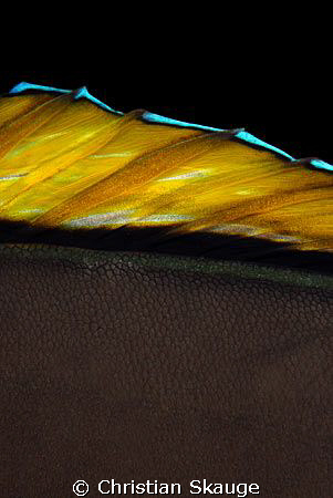 Close-up of a sleeping naso tang. Farasan Banks, Saudi Ar... by Christian Skauge 