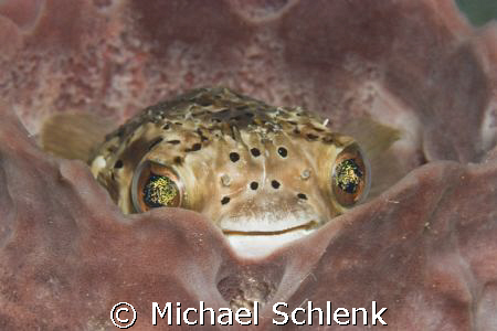 Balloonfish checking to see if the coast is clear before ... by Michael Schlenk 