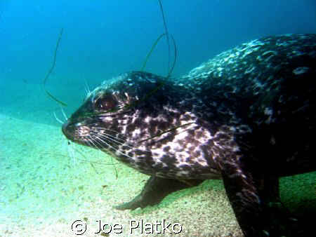 Very curious seal that checked us out at the beginning of... by Joe Platko 