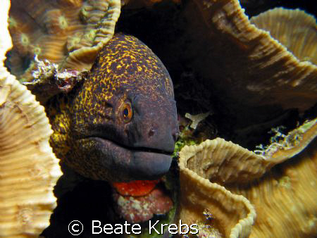 Moray Eel , taken with Canon S70 and Macro lens by Beate Krebs 