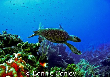 Turtle at Grand Cayman.  Photo taken August 2008 with a C... by Bonnie Conley 
