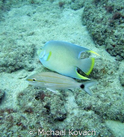 Queen Angelfish and Grunt on the Inside Reef at Lauderdal... by Michael Kovach 