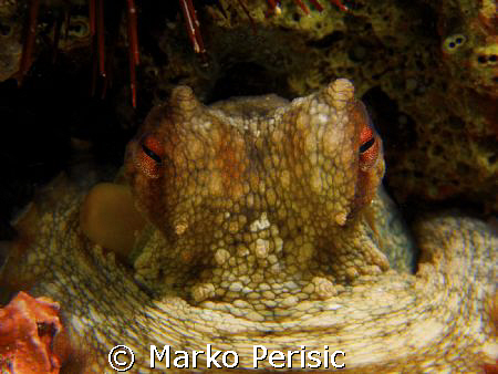 Common Octopus (octopus vulgaris) by Marko Perisic 