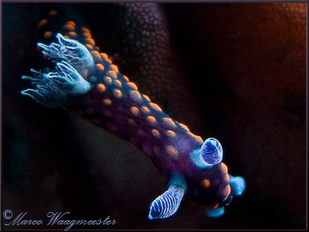 Very small Nembrotha yonowae on a sea squirt in Tulamben ... by Marco Waagmeester 