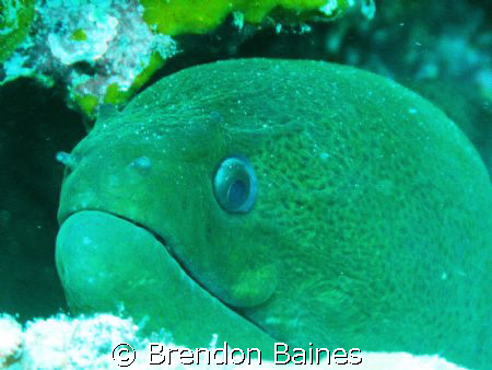 Big Brother- Giant Moray banana reef maldies. Shot using ... by Brendon Baines 