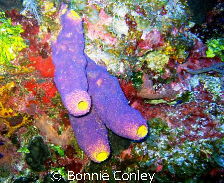 Sponges seen in Grand Cayman August 2008. The East End of... by Bonnie Conley 