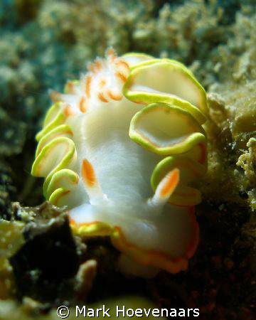 Found this nudibranch while diving "The Point" buoy on Mo... by Mark Hoevenaars 
