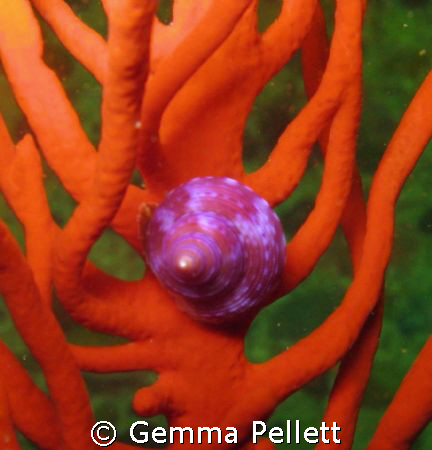Sinous Sea Fan,  Bubble Raft shell or Violet Snail this p... by Gemma Pellett 
