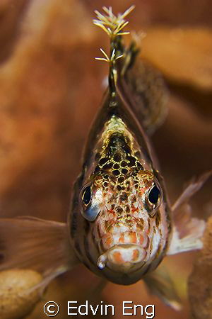 You looking at me? Taken in Anilao with Canon G9, Inon Z2... by Edvin Eng 