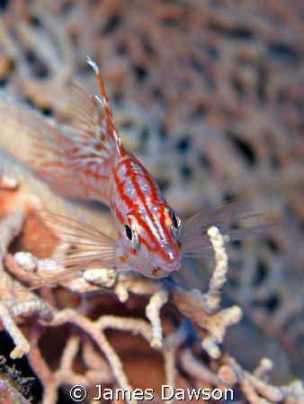 Long nose hawkfish taken with Canon G9 and internal strobe by James Dawson 