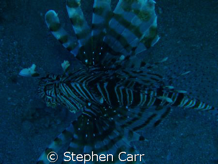i took this photo of a Lion fish on Ras Bob Reef, by Stephen Carr 
