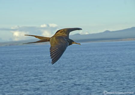 Frigate bird.
Cape Marshall, Galapagos.
S5 & 18-200mm. by Mark Thomas 