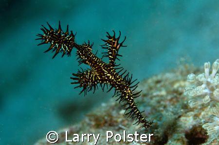 Ornate Ghost Pipefish, 8m, Puerto Galera, D300, 105VR, D-... by Larry Polster 