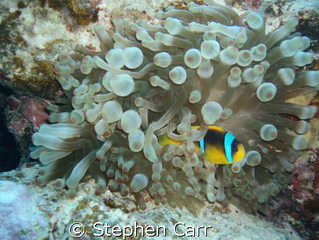 took this photo on White Knight Reef, this is in the shar... by Stephen Carr 