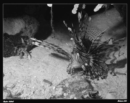 Black and White conversion in PS3.  Lionfish in the Reef.... by Stephen Holinski 