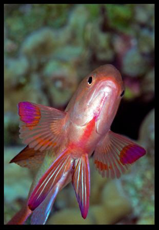Anthias or butterfly? by Dray Van Beeck 