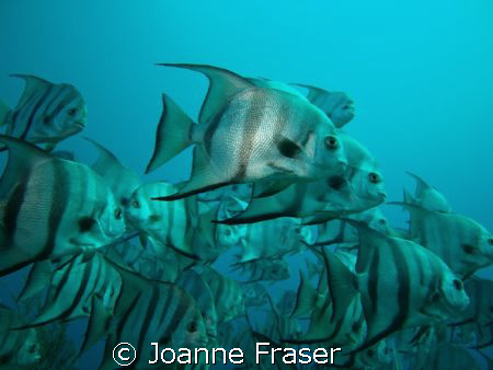 TAKEN AT THE DELRAY GROUPER HOLE by Joanne Fraser 