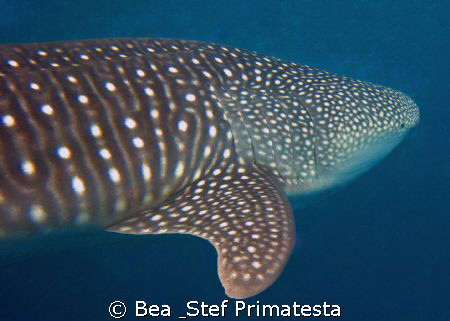Our first Whaleshark. Photo taken by our buddy Didier. Ar... by Bea & Stef Primatesta 