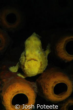 Yellow Frogfish shot with Nikon D70/Nikor 60mm. by Josh Poteete 