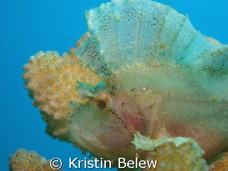Leaf Scorpionfish blending perfectly with coral.  Near Ul... by Kristin Belew 