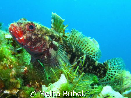 Fish...Canon G9, in-strobe... f7,1, 1/100s by Melita Bubek 