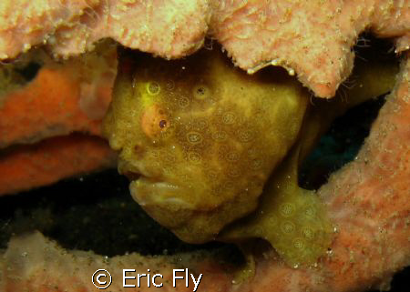 Heres looking at you.  TK 2, Lembeh Strait.  To many frog... by Eric Fly 