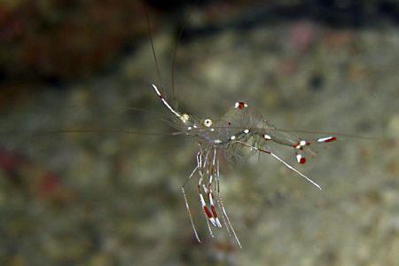 A ghost shrimp. Casio exilim by Andrew Macleod 
