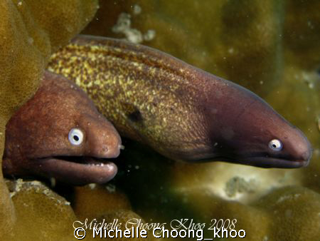 a pair of hungry white eyed eels shot at Mak Cantik kecil... by Michelle Choong_khoo 