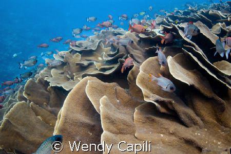 Taken at Ulong Channel, Palau  with NikonD80 + Sigma 15mm... by Wendy Capili 